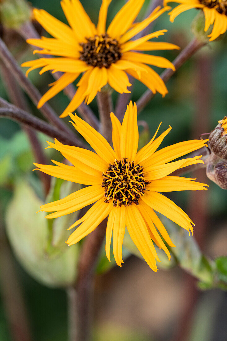 Ligularia dentata