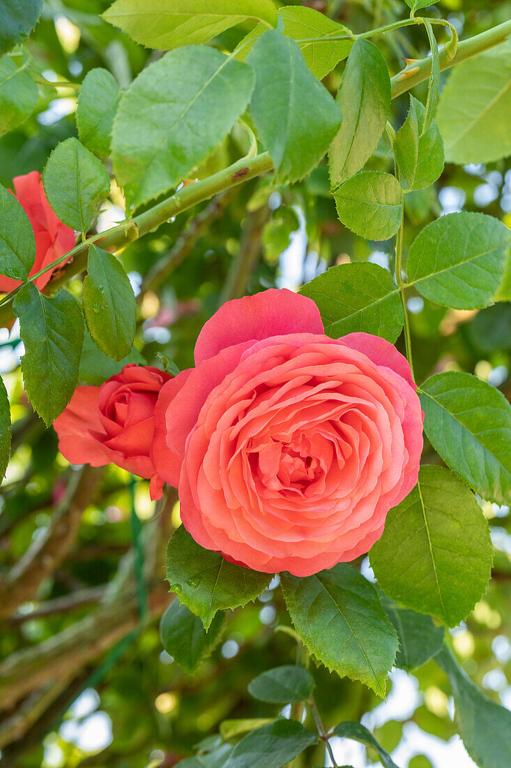 Climbing rose, red