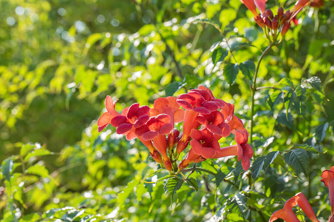 Campsis radicans 'Flamenco'