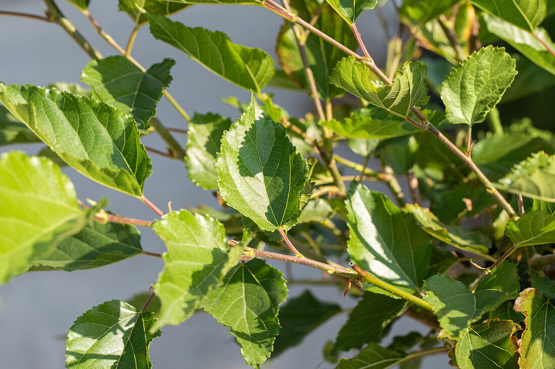 Morus rotundiloba BobBonBerry® 'MojoBerry'