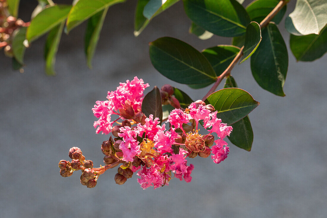 Lagerstroemia indica 'Petite Pink'®