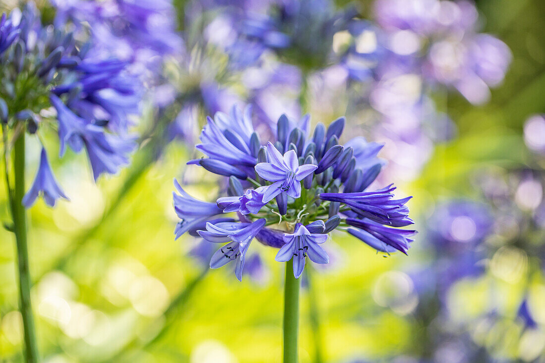 Agapanthus africanus 'September Hemlock