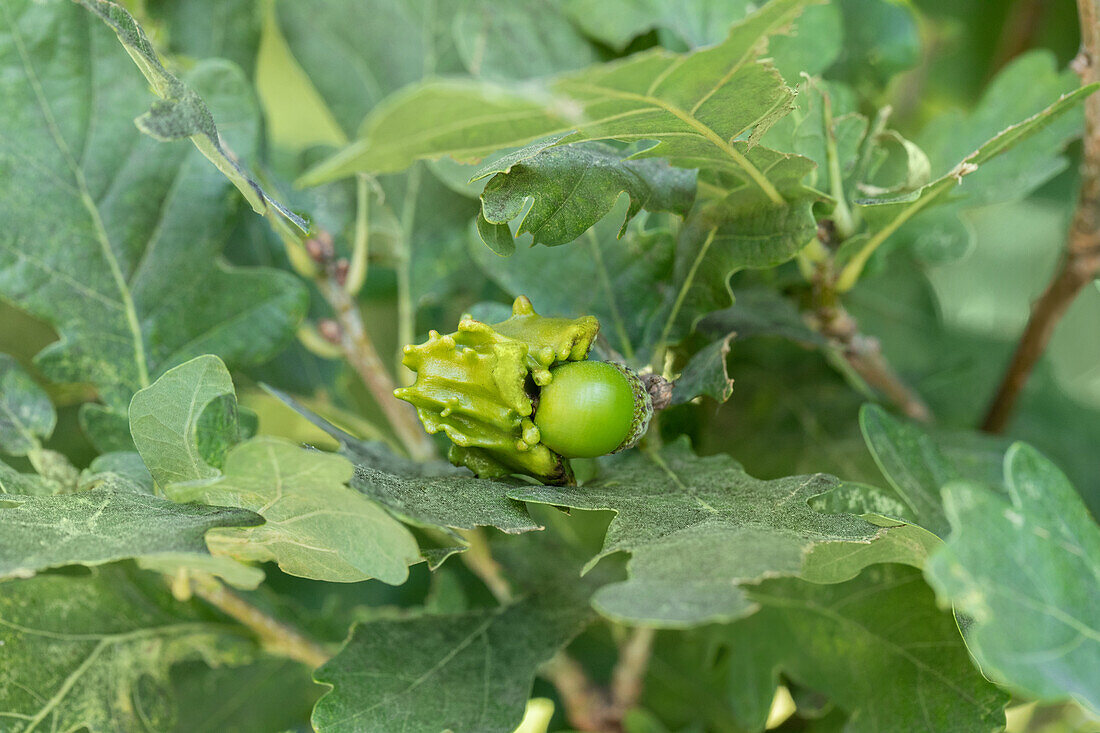 Knopper's gall