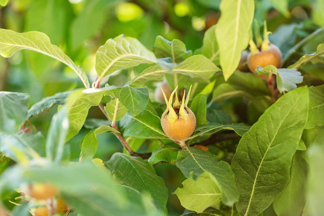 Mespilus germanica