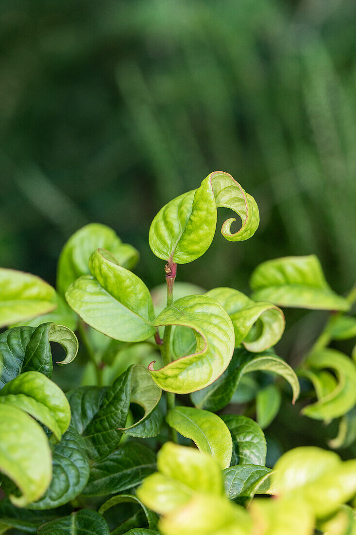 Leucothoe axillaris 'Curly Red'®