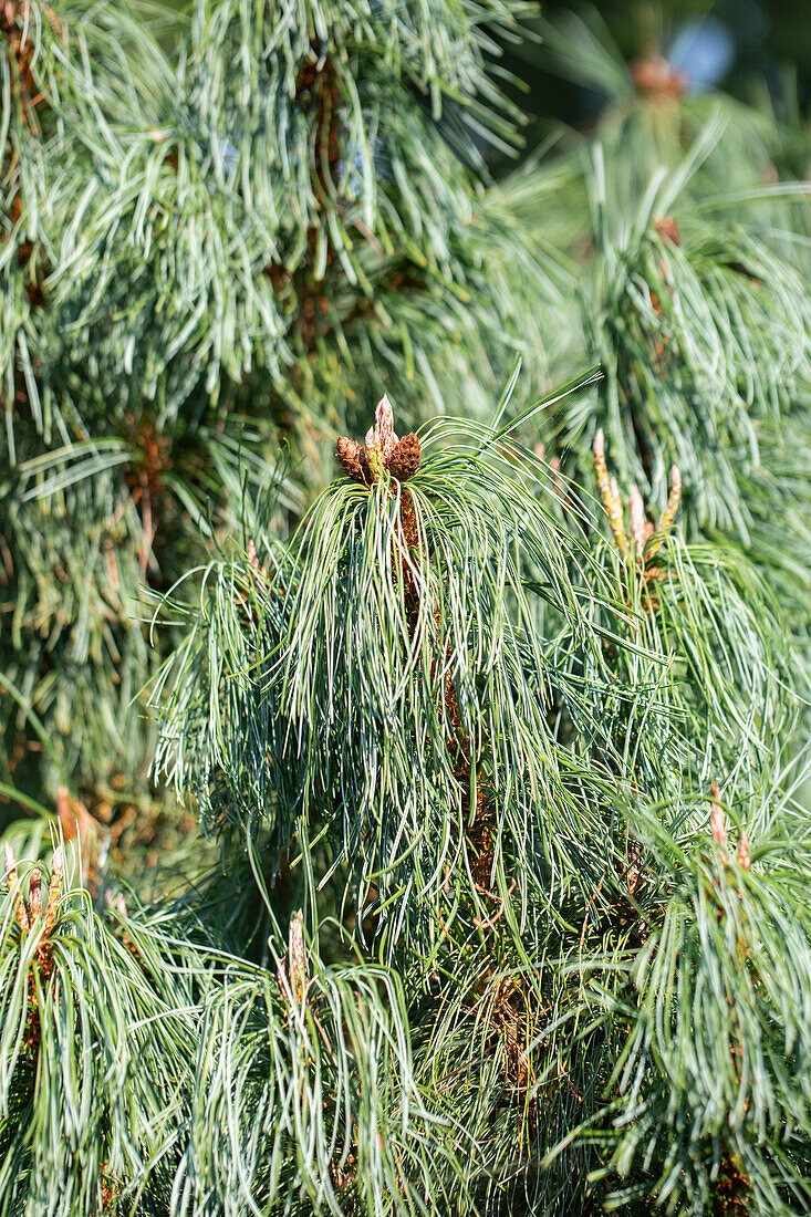 Pinus pumila 'Barmstedt'.