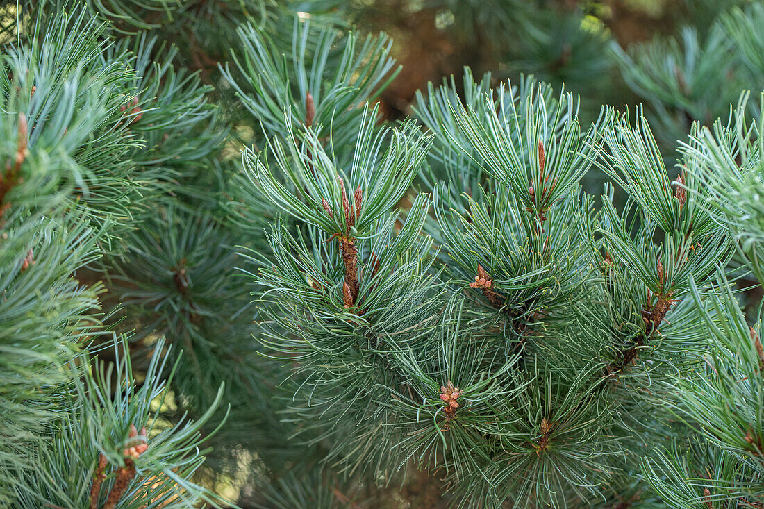 Pinus pumila 'Glauca'
