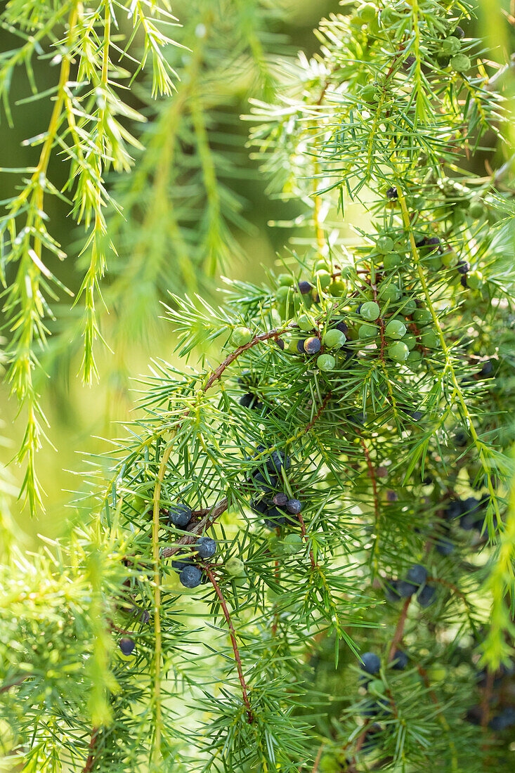 Juniperus communis 'Laxa'