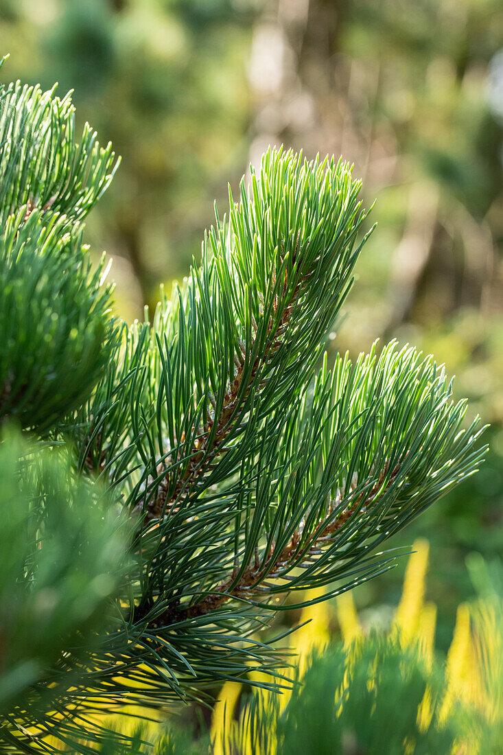 Pinus nigra 'Oregon Green'