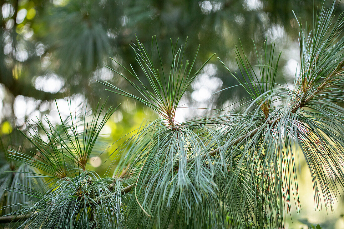 Pinus wallichiana 'Vernisson'
