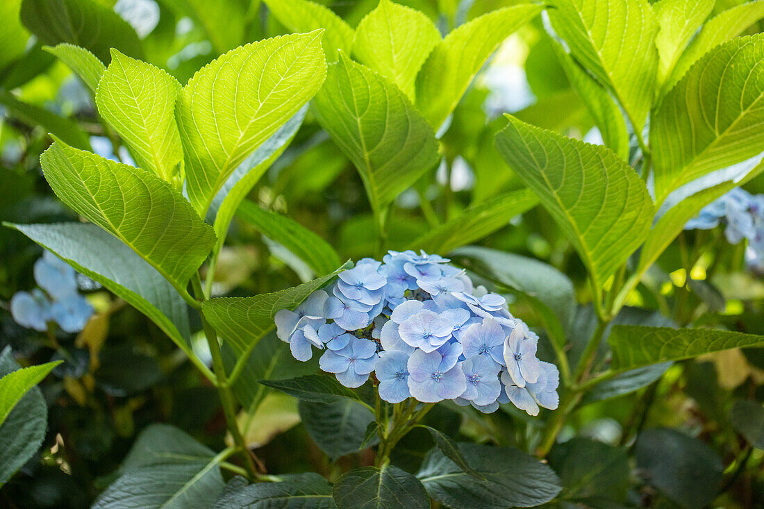 Hydrangea macrophylla 'Bläuling