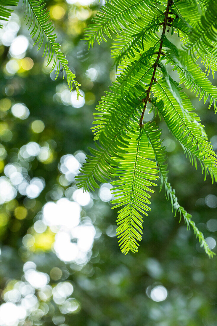 Metasequoia glyptostroboides 'Gold Rush'