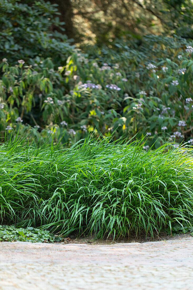 Hakonechloa macra