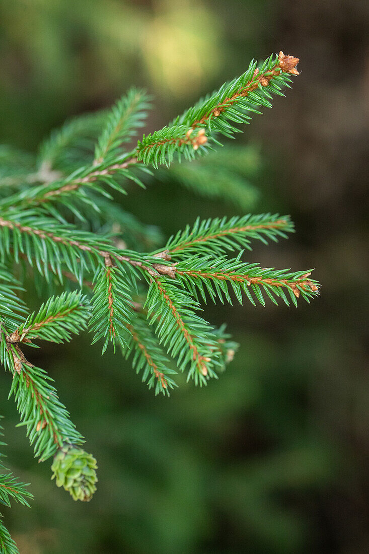 Picea abies Pusch