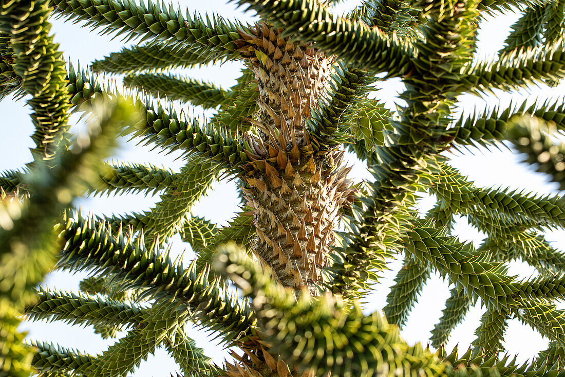 Araucaria araucana