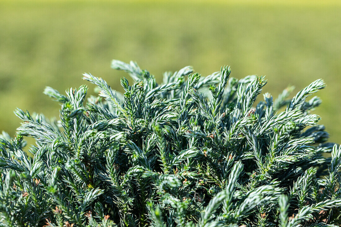 Chamaecyparis pisifera 'Blue Moon'®