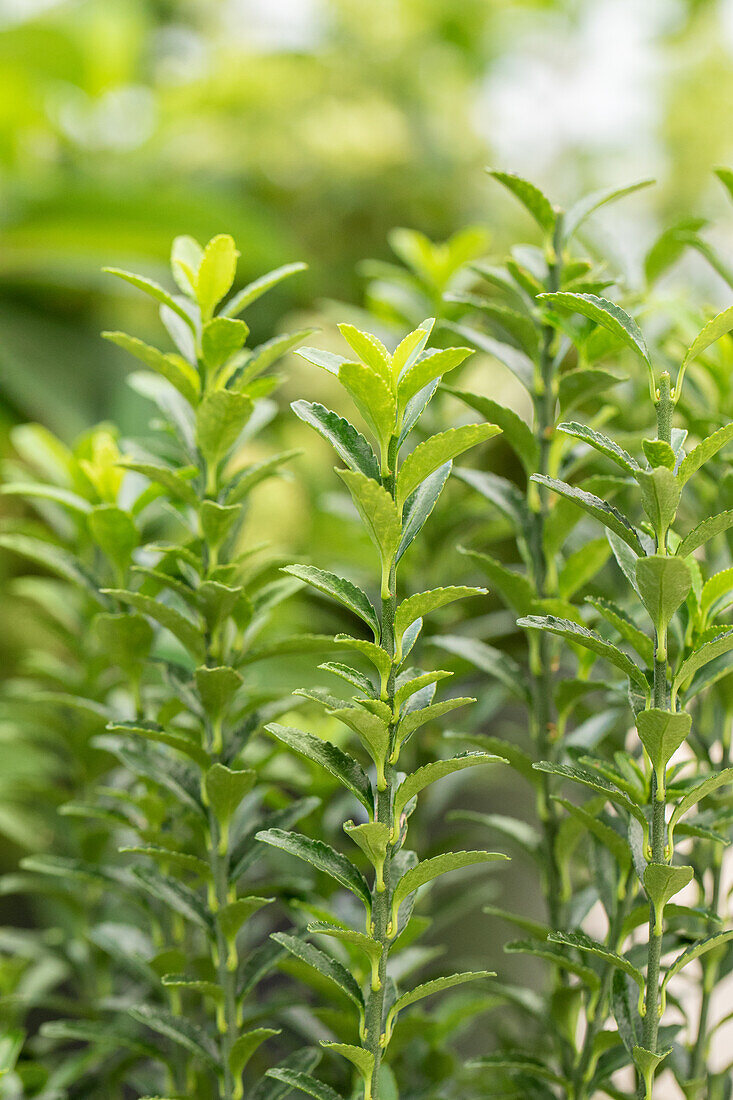 Euonymus japonicus 'Green Empire'®