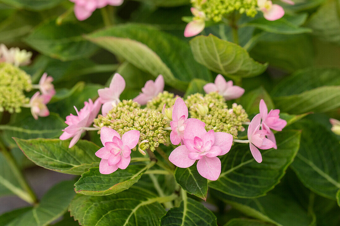 Hydrangea macrophylla 'You & Me Romance' ® 