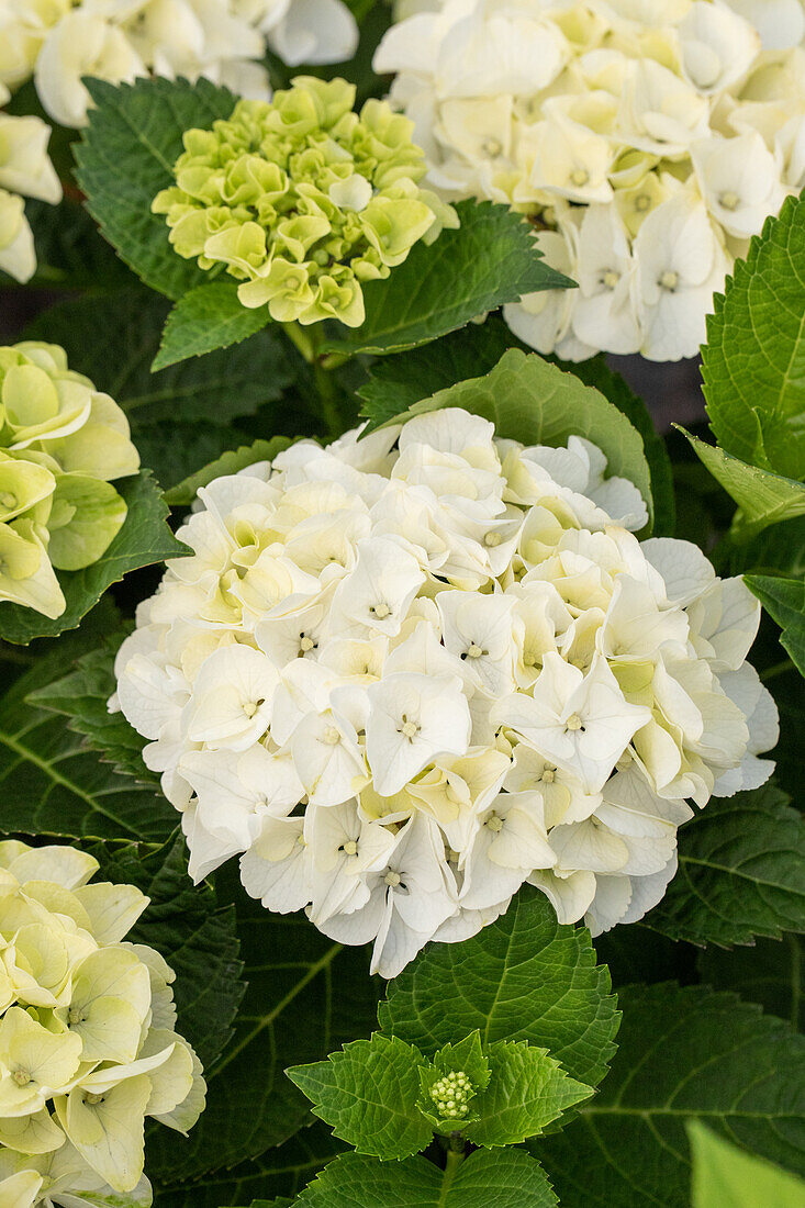 Hydrangea macrophylla 'Hochzeits-Hortensie'®