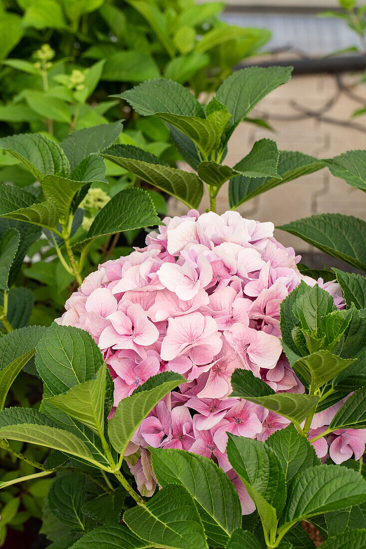 Hydrangea macrophylla 'Belle Seduction'®