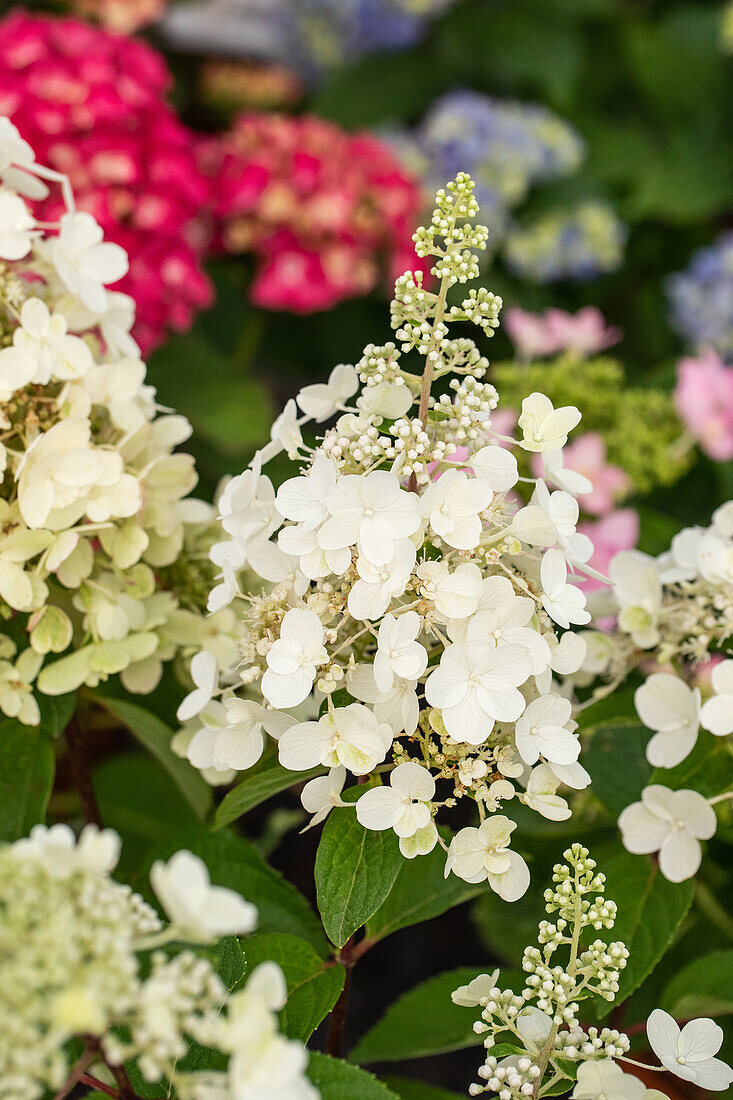 Hydrangea paniculata 'Pinky Winky'®