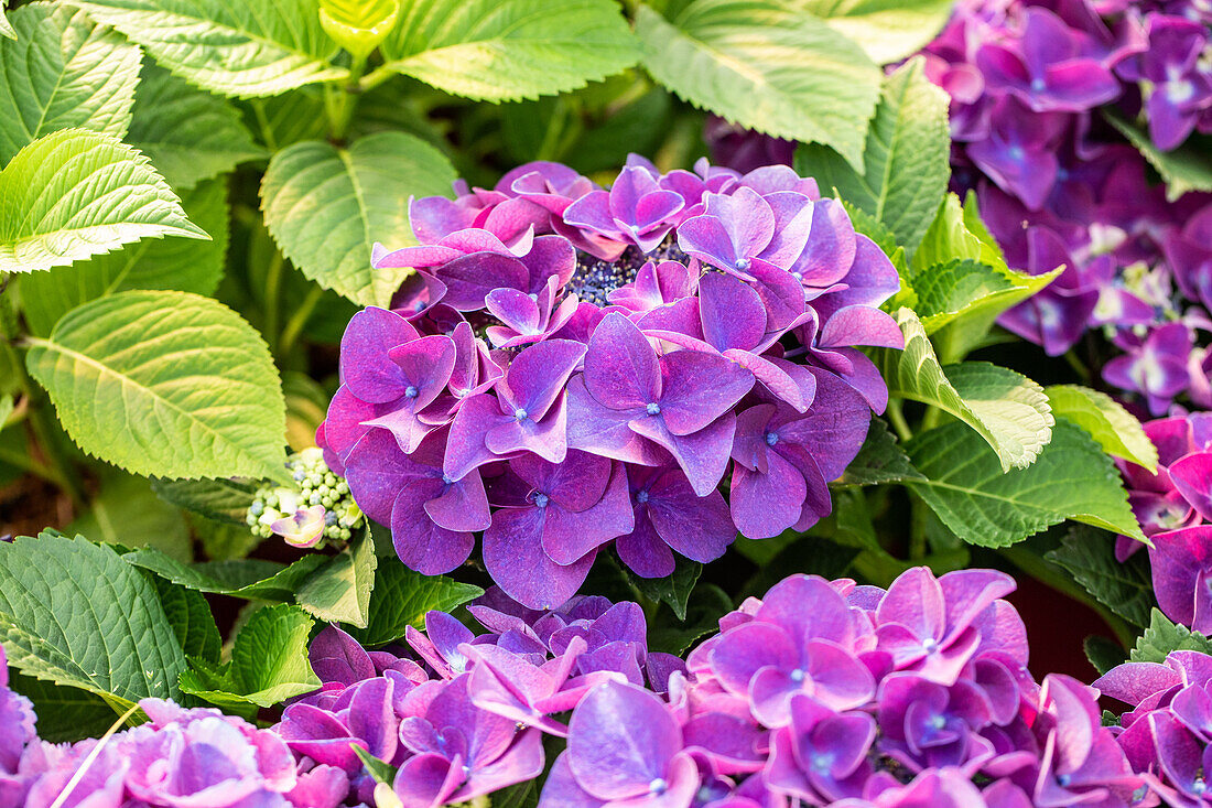 Hydrangea macrophylla 'Schöne Bautznerin'