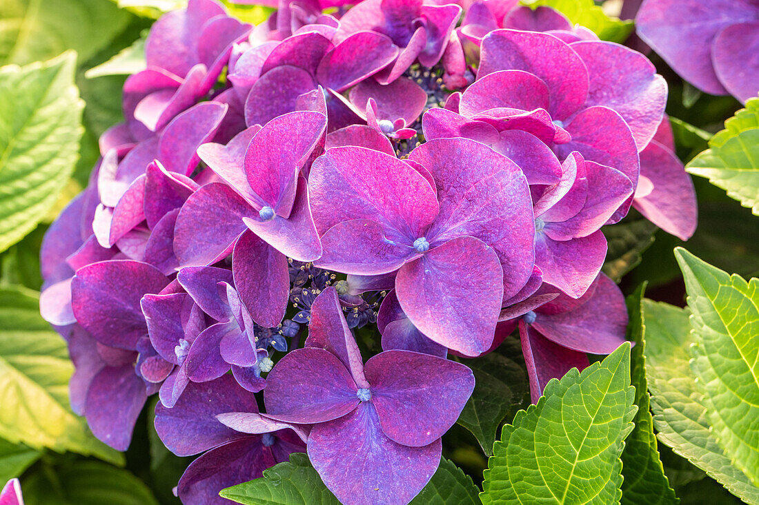 Hydrangea macrophylla 'Schöne Bautznerin