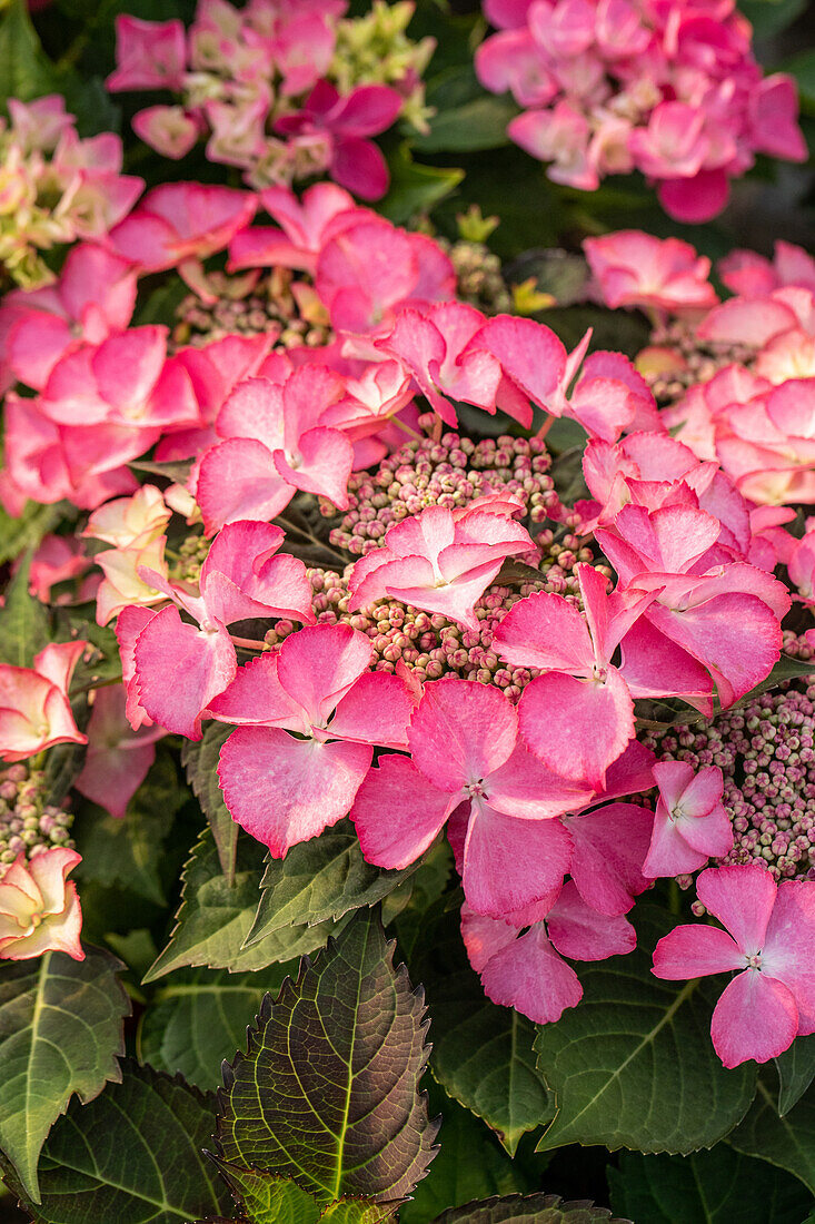 Hydrangea macrophylla, rosa Tellerblüten