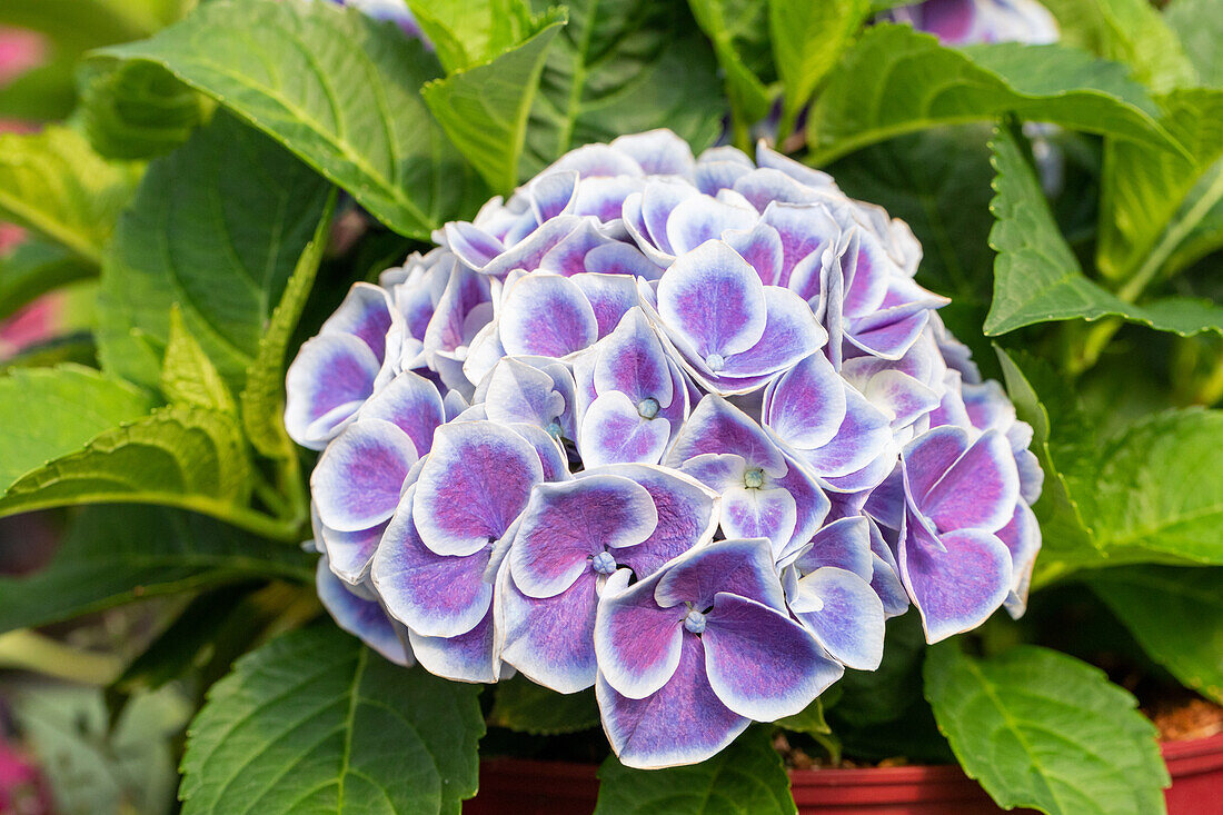 Hydrangea macrophylla Tivoli Blue