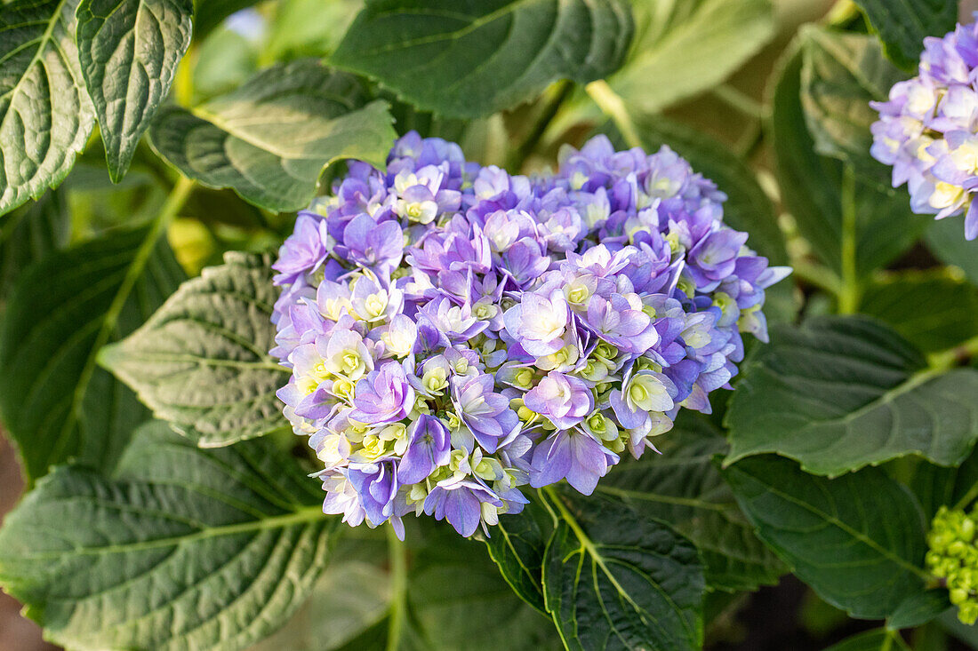 Hydrangea macrophylla 'You & Me Together' ® 