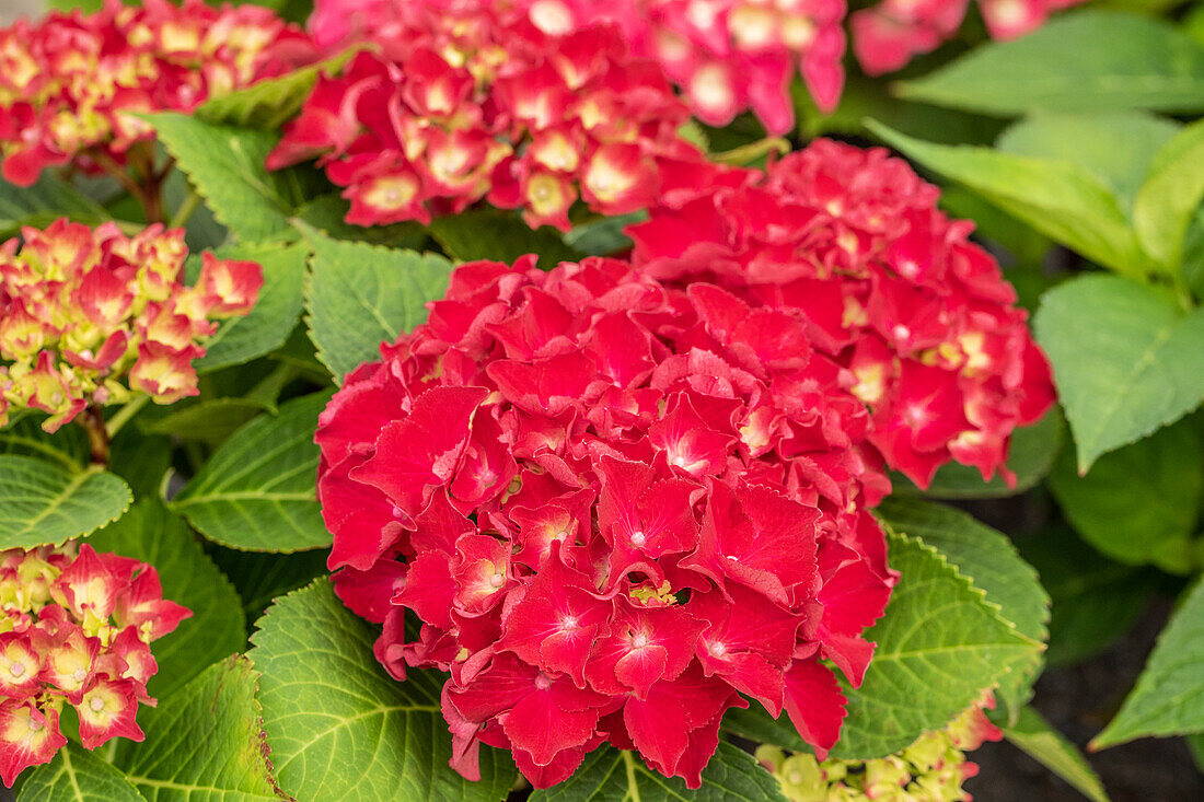 Hydrangea macrophylla 'Royal Red' ®