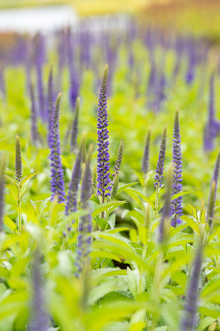 Veronica longifolia 'Blauriesin'