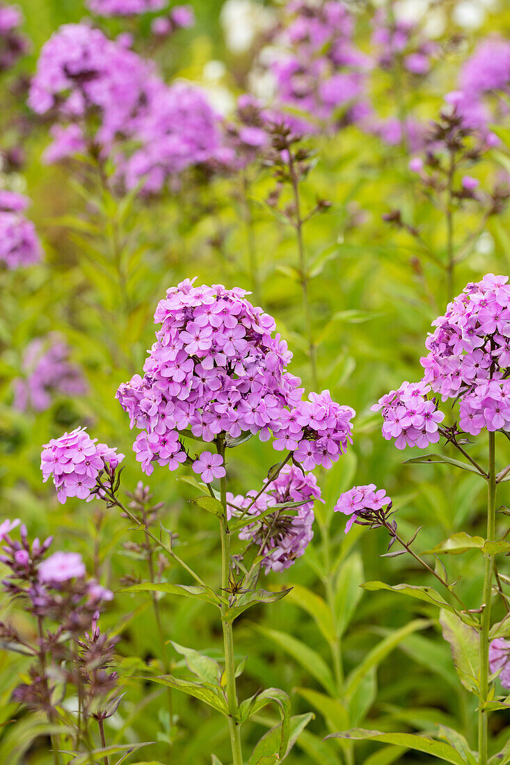 Phlox paniculata 'Hesperis'