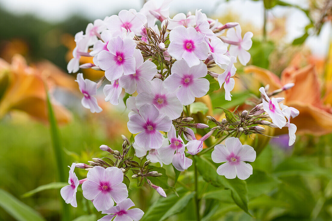 Phlox paniculata light pink