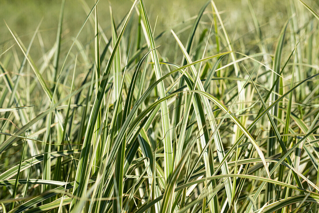 Miscanthus sinensis 'Variegatus'