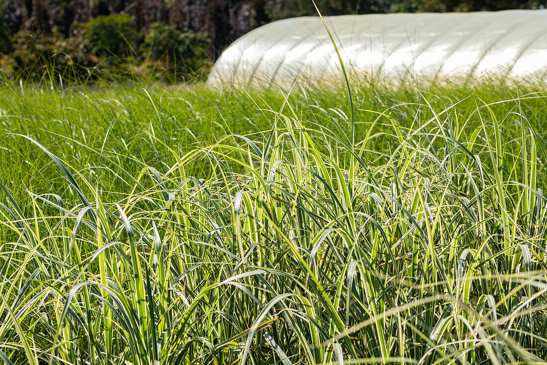 Miscanthus sinensis Variegatus