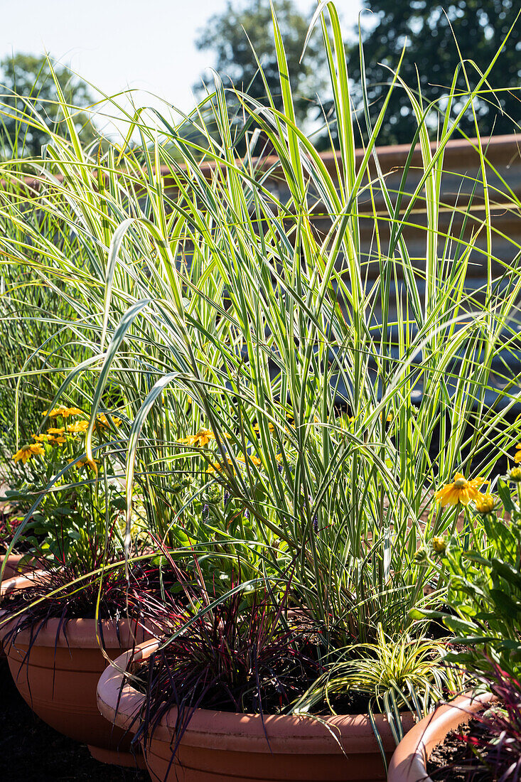 Miscanthus sinensis 'Variegatus'