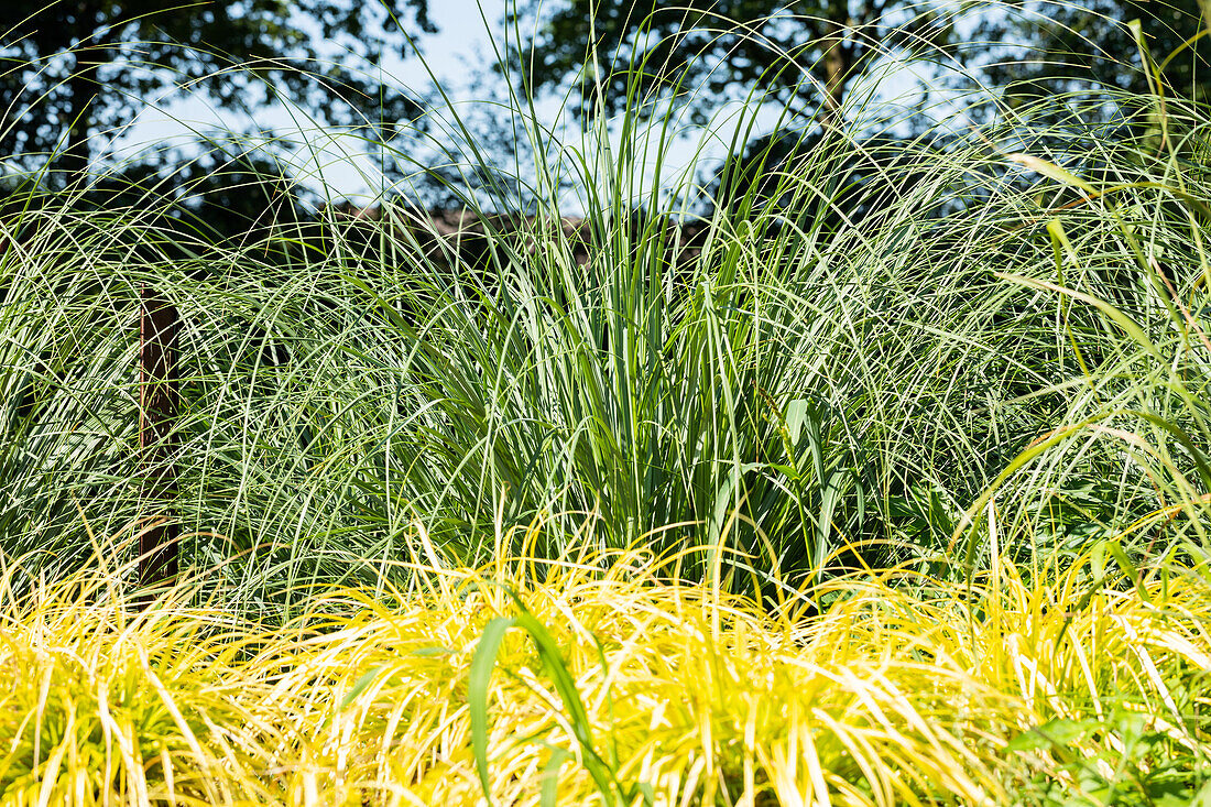 Ornamental grasses