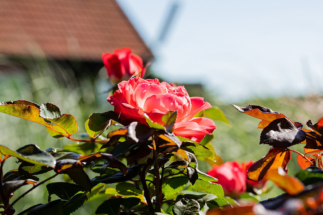 Edelrose, red-white