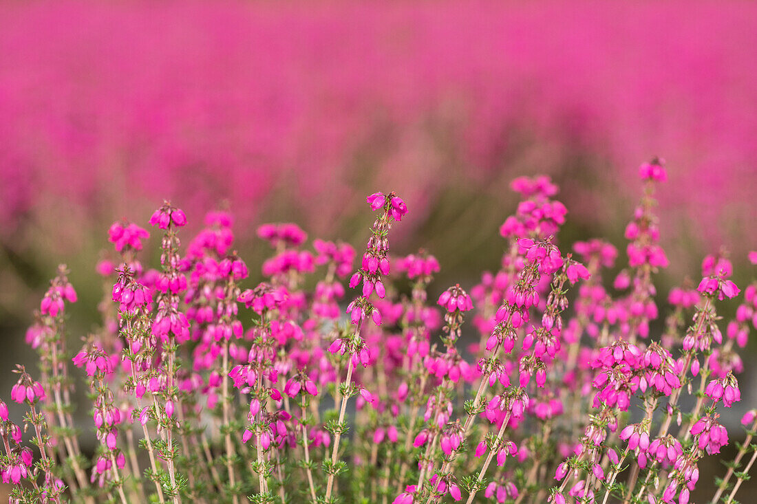 Erica cinerea 'Roter Kobold'