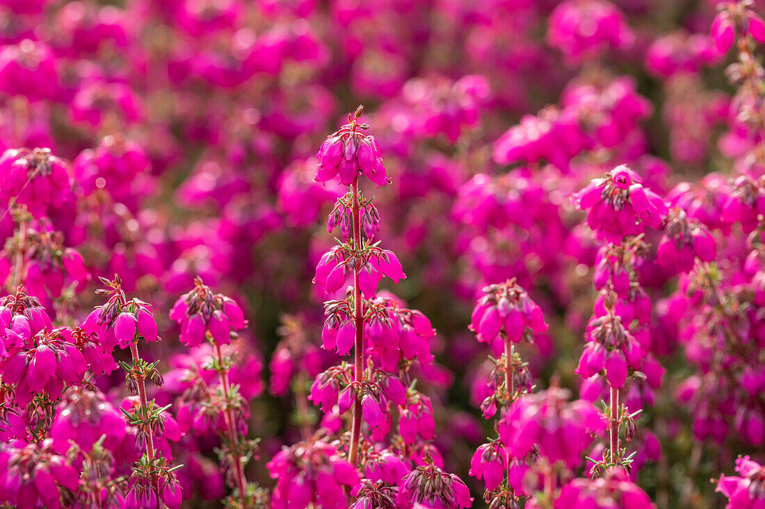 Erica cinerea 'Red leprechaun