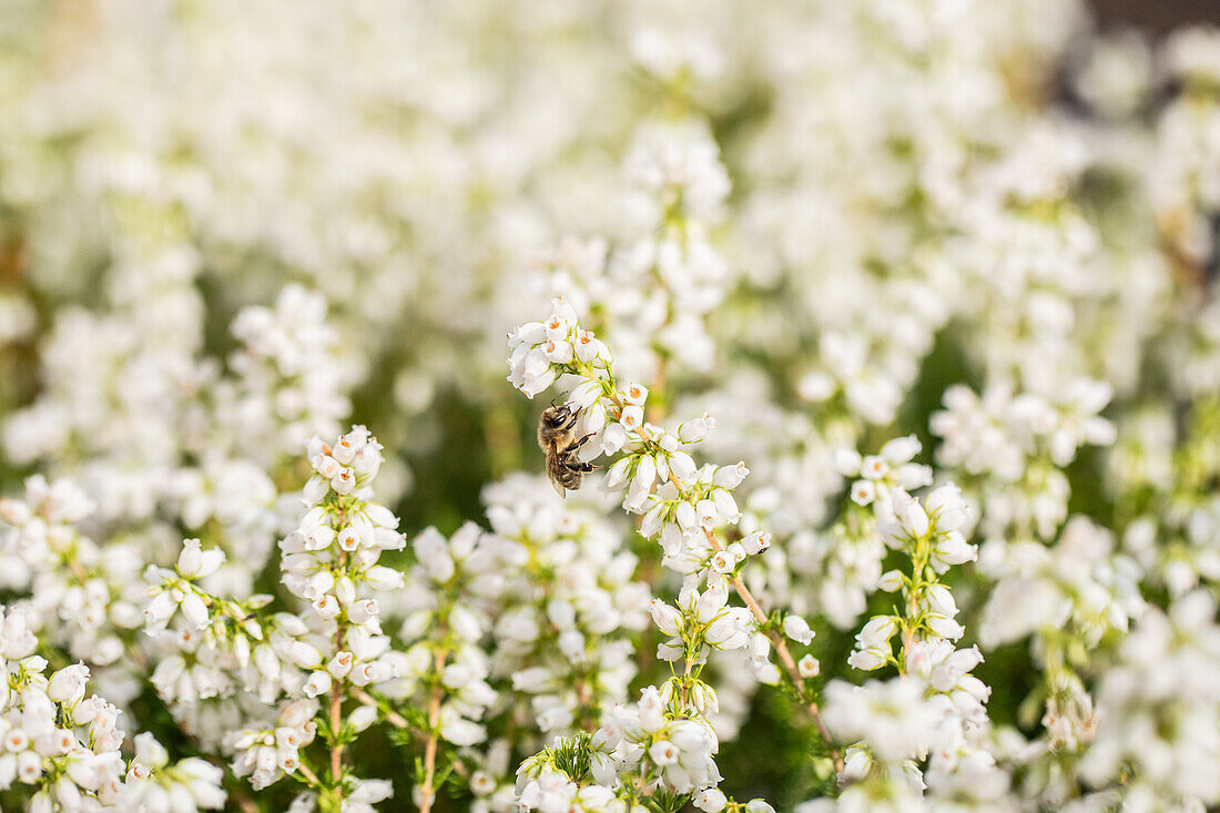 Erica cinerea 'Alba Major'