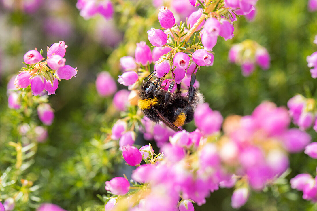 Erica cinerea 'Cevennes'