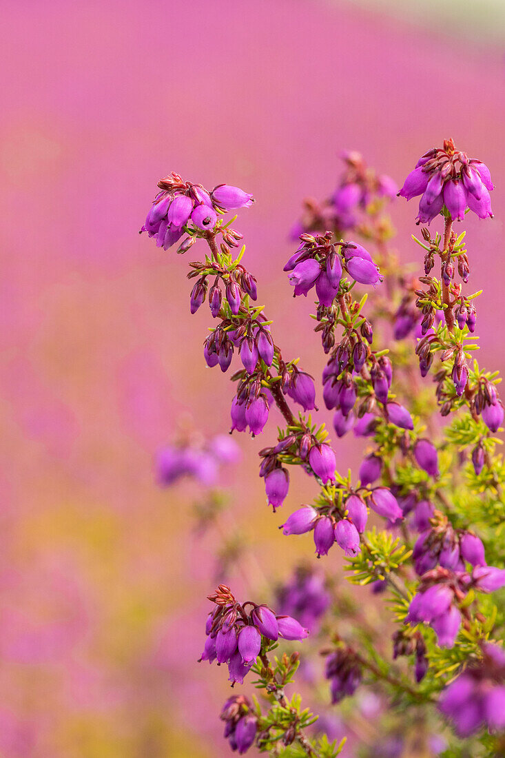 Erica cinerea 'Golden Sport'