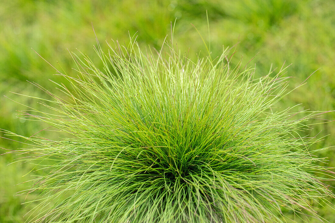 Festuca amestystina