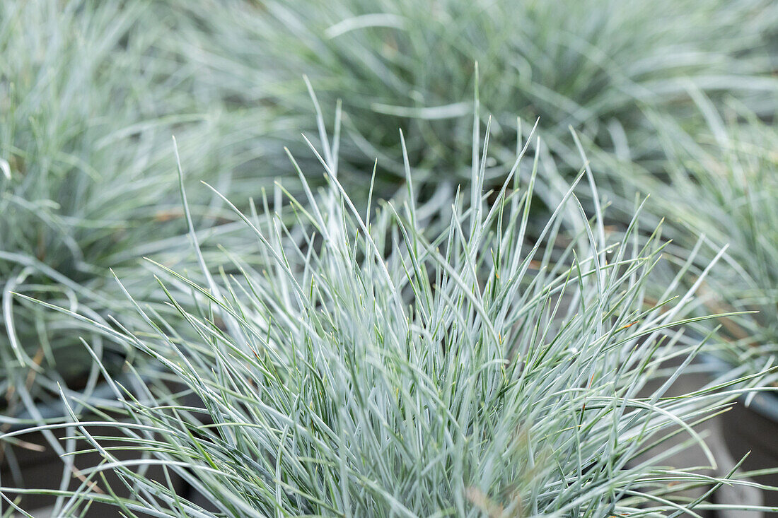 Festuca cinerea 'Glauca'