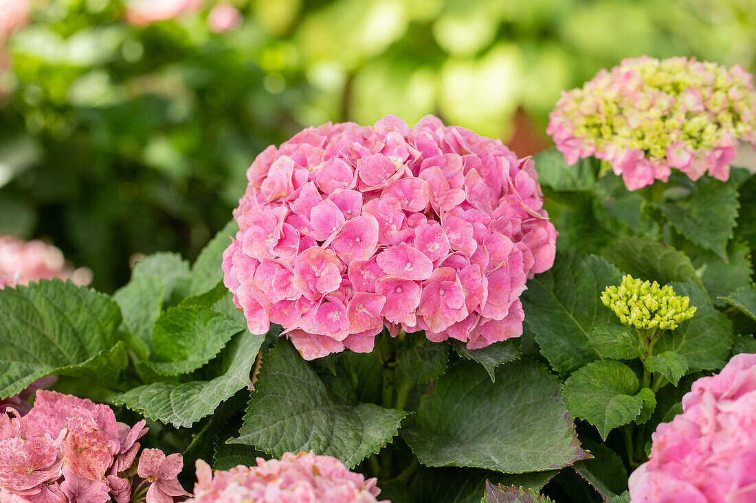 Hydrangea