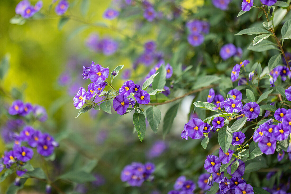 Solanum rantonnetii