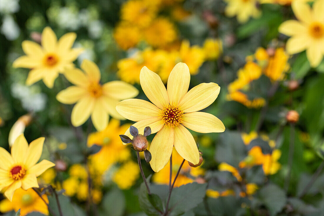 Dahlia single flowering, yellow