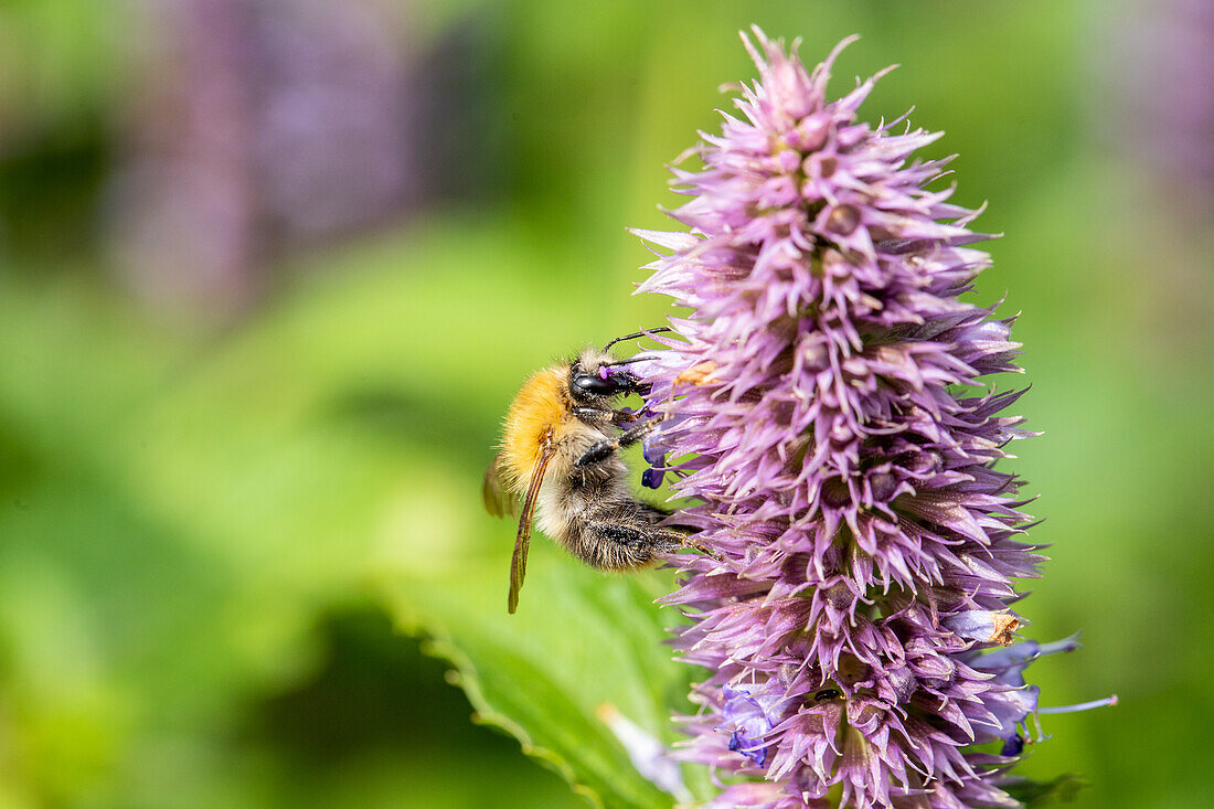 Biene auf Blüte